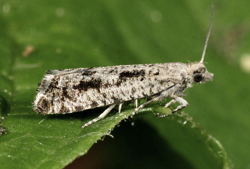 Tortricidae dalle Alpi